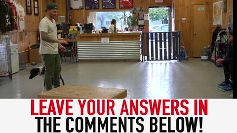 How to Train ANY DOG the basics-building a great foundation for your dog.