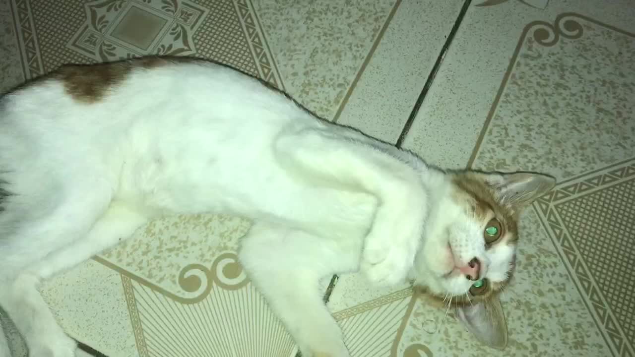 HOW TO PLAY WITH YOUR CAT | MOODIE CAT