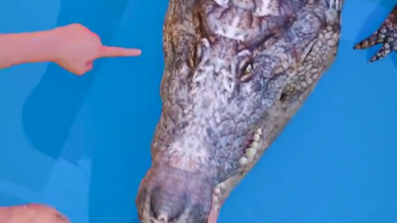 How to escape an alligator death roll