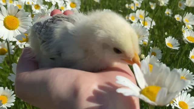 Bird in hand