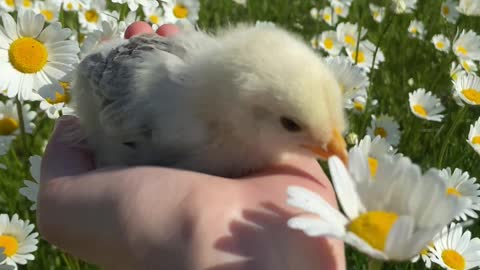 Bird in hand