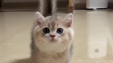 cute kitten😻