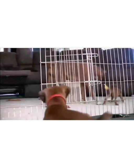 Cute Little Puppy Playing with his Mother