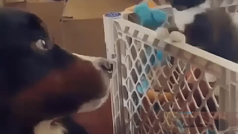 The cat hit the dog