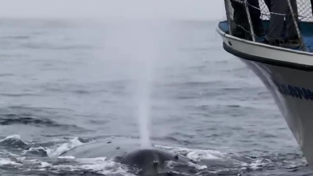 HUMPBACK WHALE MUGGING THE WHALE WATCHING BOAT!