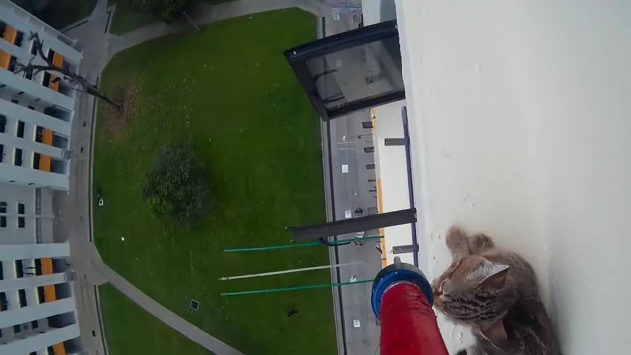 Helpless kitten on a ledge saved by rescue officer