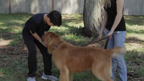 How to properly say hi to a dog