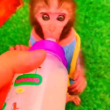 Adorable Monkeys, animal, monkey, pets, funny animals, cute monkey, baby monkey, lovely monkey #21