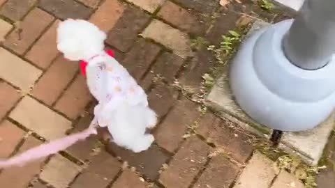 Puppy Jenny's so cute video (15)