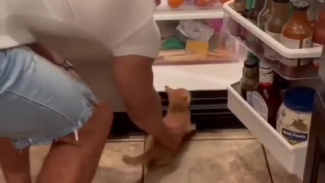 How to avoid summer Ft. kittens.
