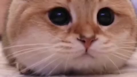 #cat