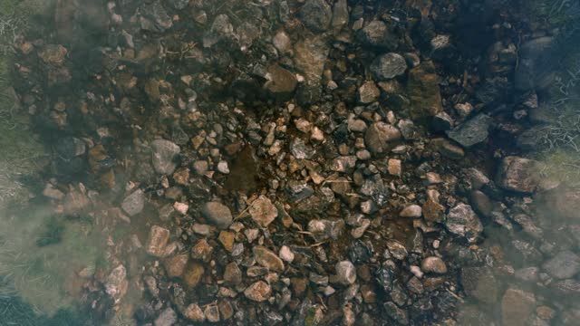 Fish - 103009