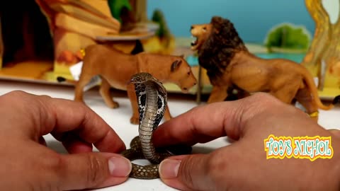 Cobra Snake Stood Staring at the Lion that Approaching Him