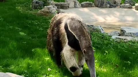 Big tail anteater