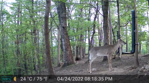 The Woods - 04/25/2022