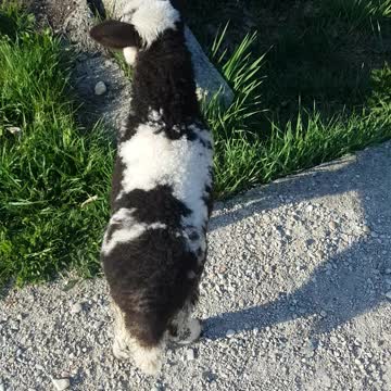 Adopted sheep acting like a dog and follow me on the street