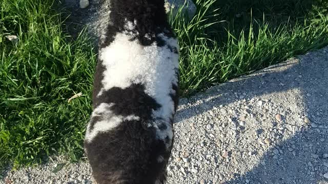 Adopted sheep acting like a dog and follow me on the street