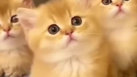 Cat videos cute cats kittens #cat #cute #kitten #pets #meow #videos #shorts #dog