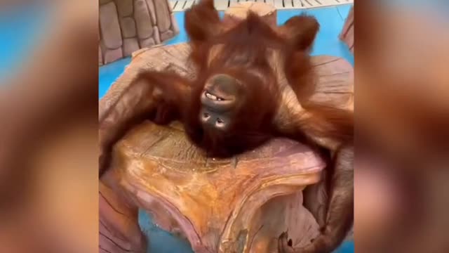 Funny gorilla walking and drinking like a man and having fun.