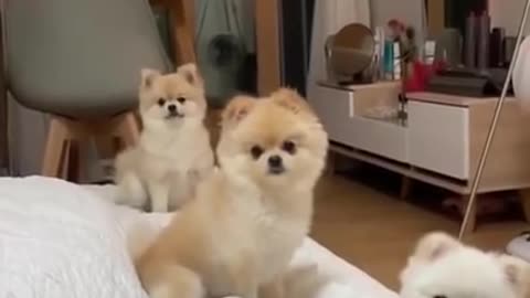 😍Cute Dogs Sitting in Line | Ultimate Dog Compilation #shorts