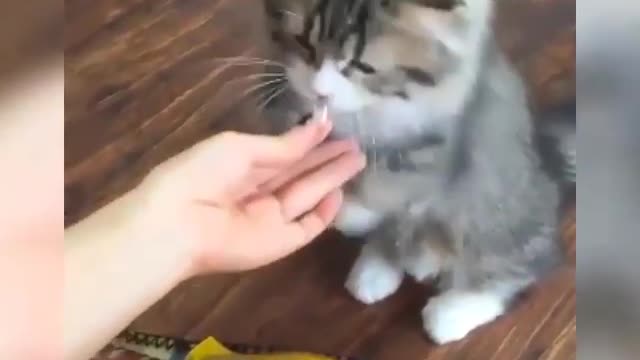 Funny and Cute Cats Videos #19 │ Gadis Sekarwangi