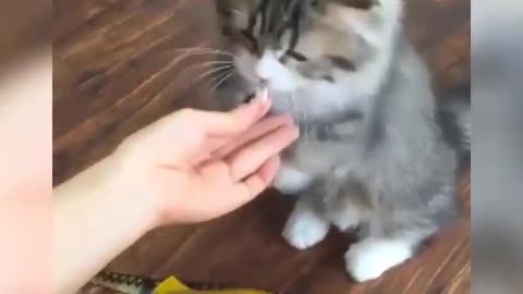 Funny and Cute Cats Videos #19 │ Gadis Sekarwangi