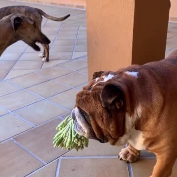 Galgo vs bulldog 😅😅😅 I think my brother @macho_english_bulldog is the boss
