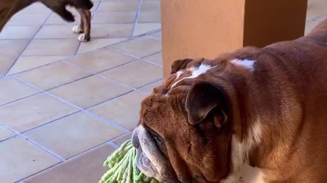 Galgo vs bulldog 😅😅😅 I think my brother @macho_english_bulldog is the boss