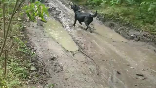 Small Tree Can't Save Slipping Man from Mud Puddle