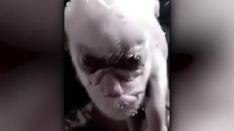 Unbelievable Crossbreeding Experiments That Took A Terrifying Turn‼️
