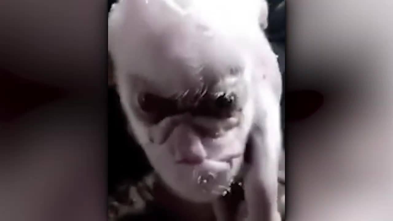 Unbelievable Crossbreeding Experiments That Took A Terrifying Turn‼️