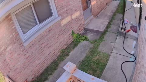 Squirrel Steals Groceries Off Porch