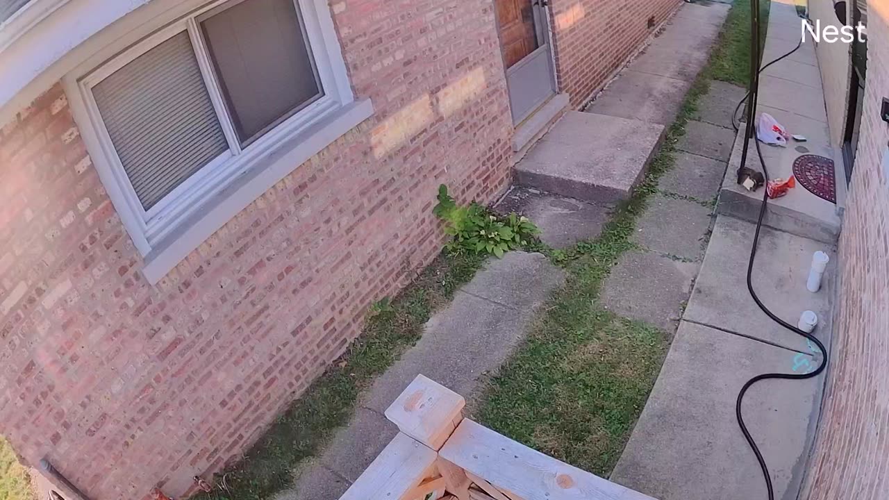 Squirrel Steals Groceries Off Porch