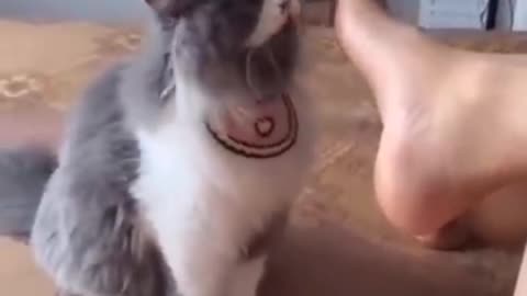 Cat funny video 🤣😂