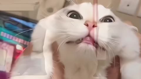 cats fun video #shorts #funnyvideo