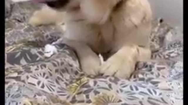 Funny video.funny dog.