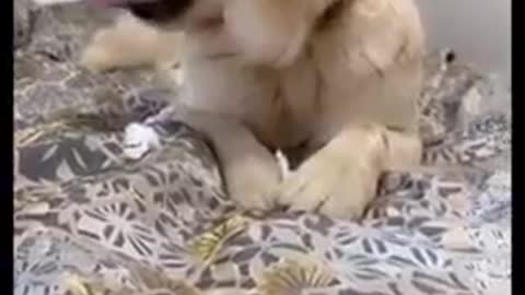 Funny video.funny dog.