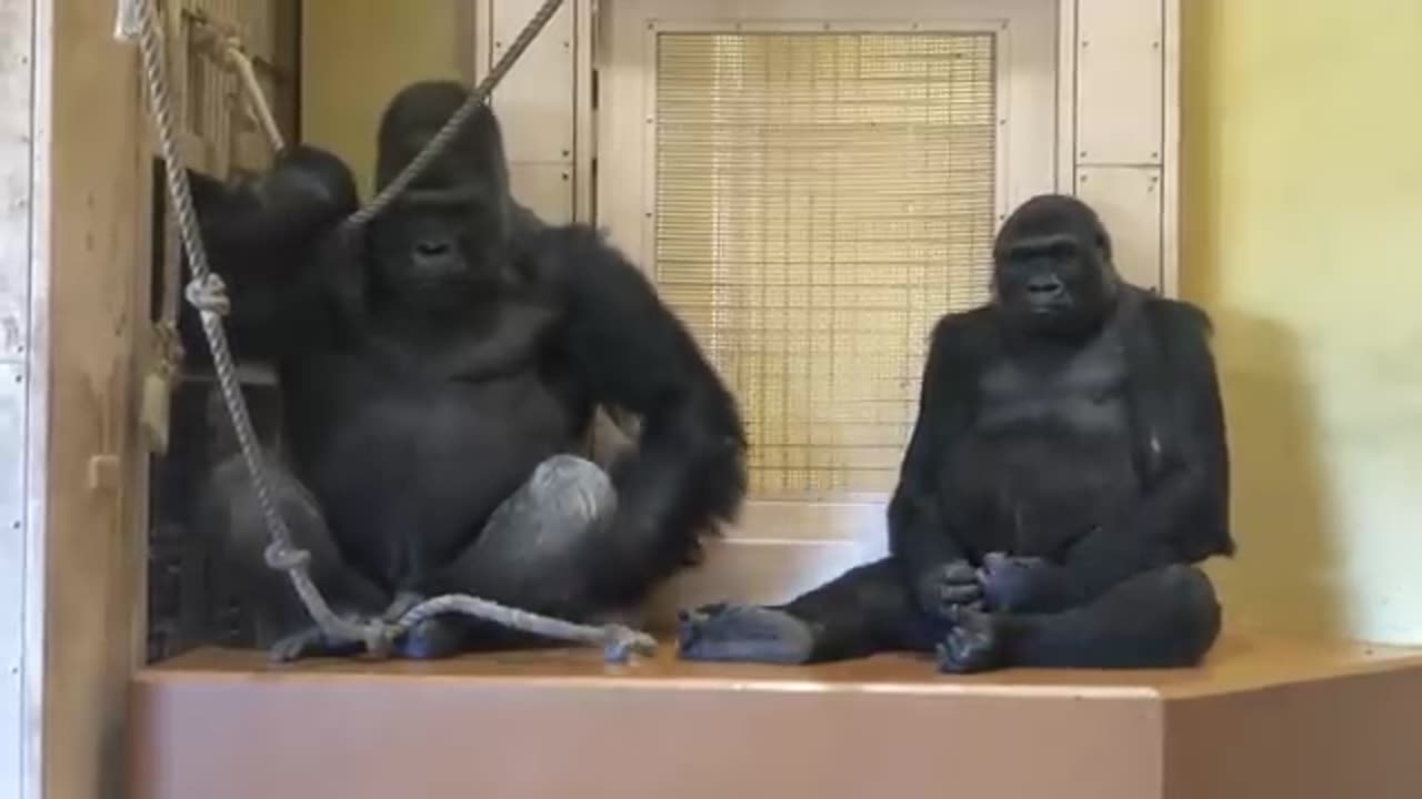 Funny animal video