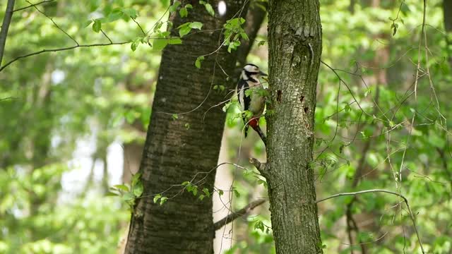 Woodpecker Birds Forest Tree Nature Carpenter