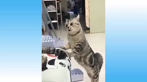 Funny cats video try not to laugh 😂😂😂