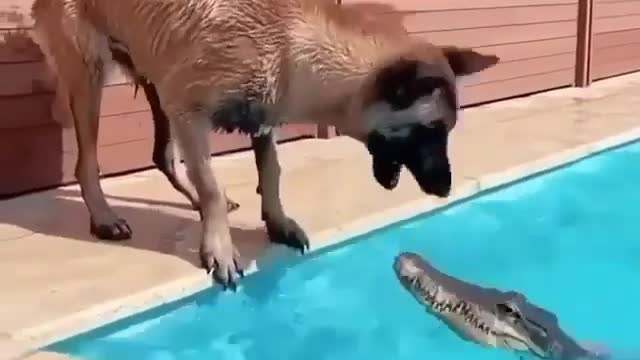 dog and crocodile