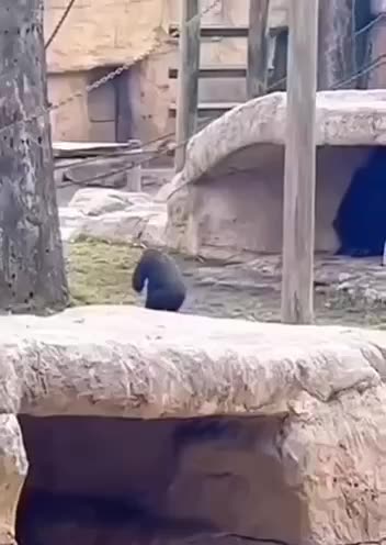 Ouch, even gorillas get emotional #gorillas #gorillashorts #funnygorillas