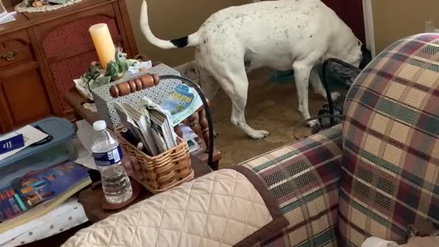 Pointer Mix Does Not Like the Mail Man