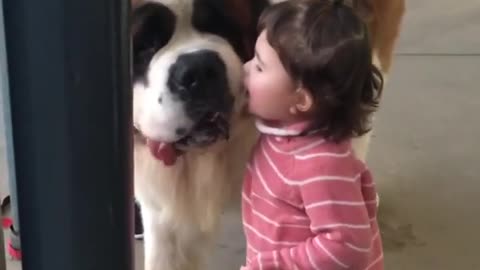 A baby kissing a Saint Bernard will make you smile!