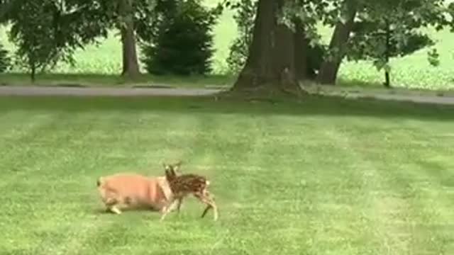 Fawn meets corgi