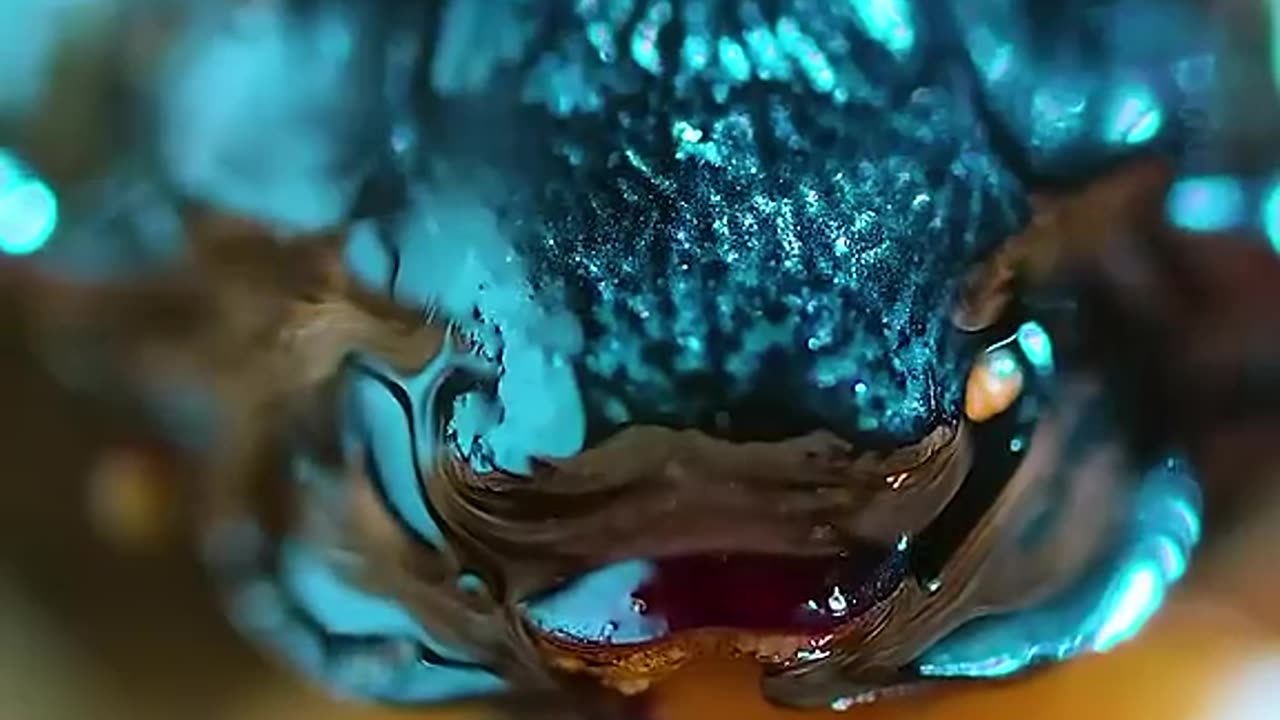 A bird in the desert using its feathers to store water