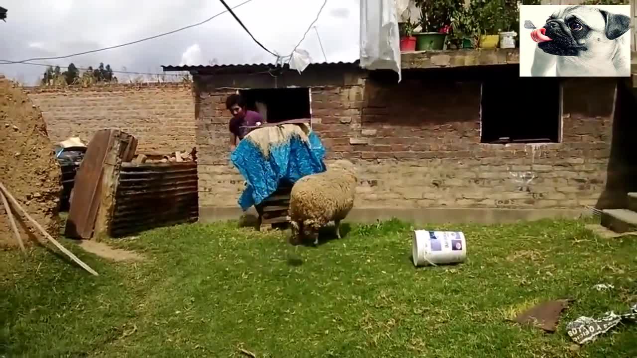 Funny goats and sheep attacking people