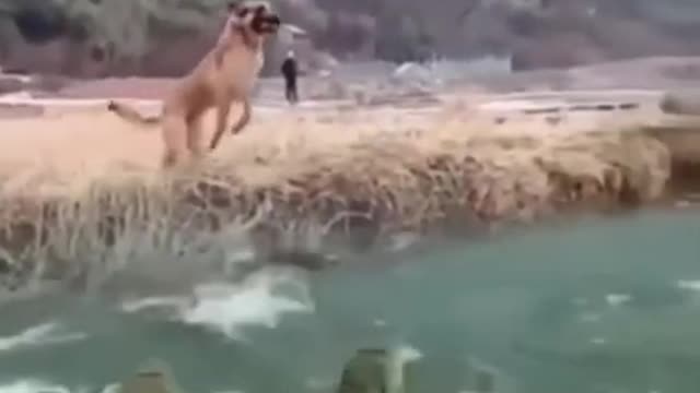 OMG! Amazing pet Dog jump over crocodile group# shorts