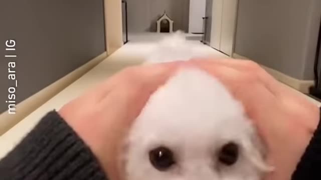 Cute funny dog video compilation | funny puppy