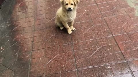 dog in the rain
